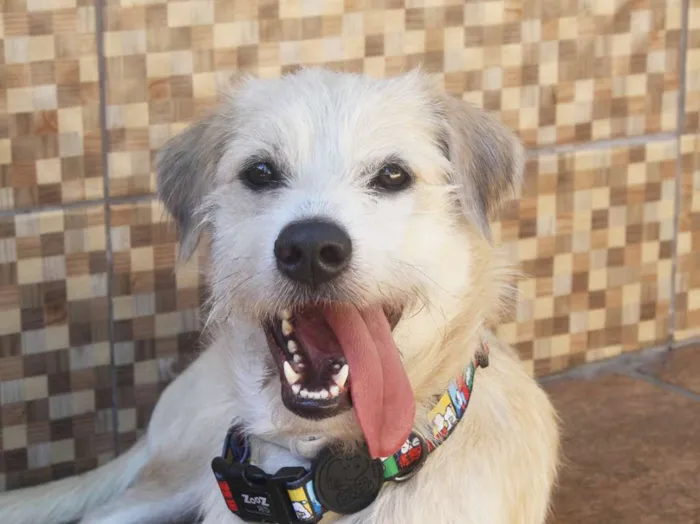 Cachorro raça SRD idade 2 anos nome Duff
