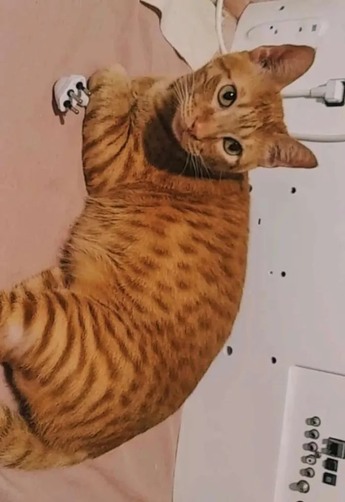 Gato ra a SRD-ViraLata idade 5 anos nome Sancho GRATIFICA