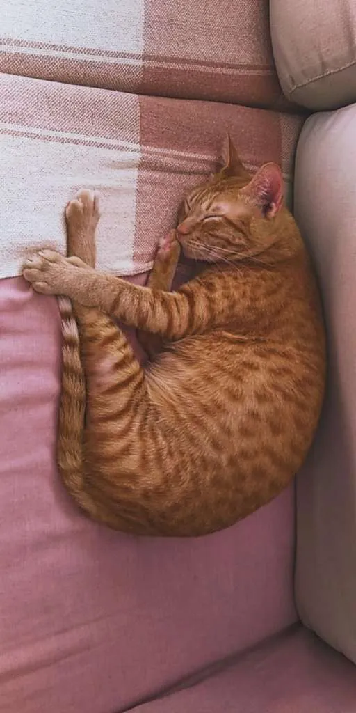 Gato ra a SRD-ViraLata idade 5 anos nome Sancho GRATIFICA