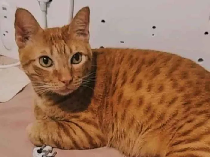 Gato ra a SRD-ViraLata idade 5 anos nome Sancho GRATIFICA