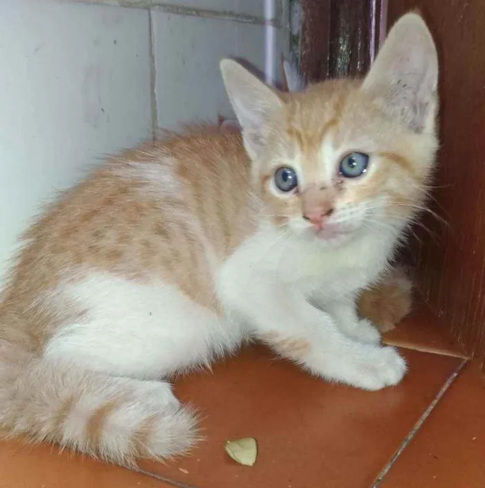 Gato raça Resgatado idade Abaixo de 2 meses nome Ainda não demos