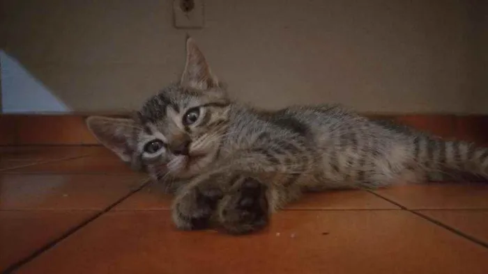 Gato raça Resgatado idade Abaixo de 2 meses nome Ainda não demos