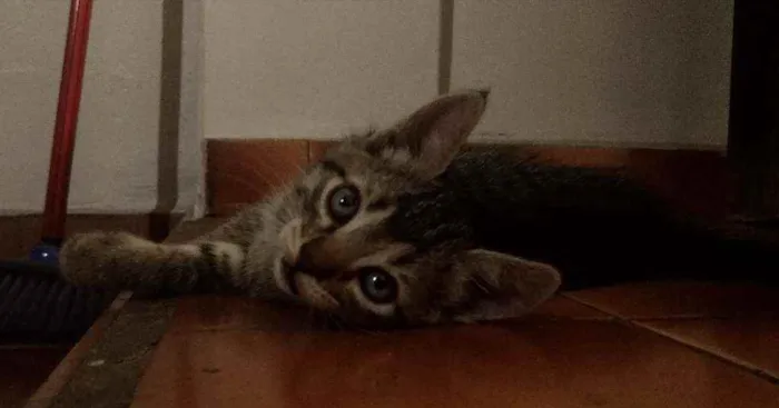 Gato raça Resgatado idade Abaixo de 2 meses nome Ainda não demos