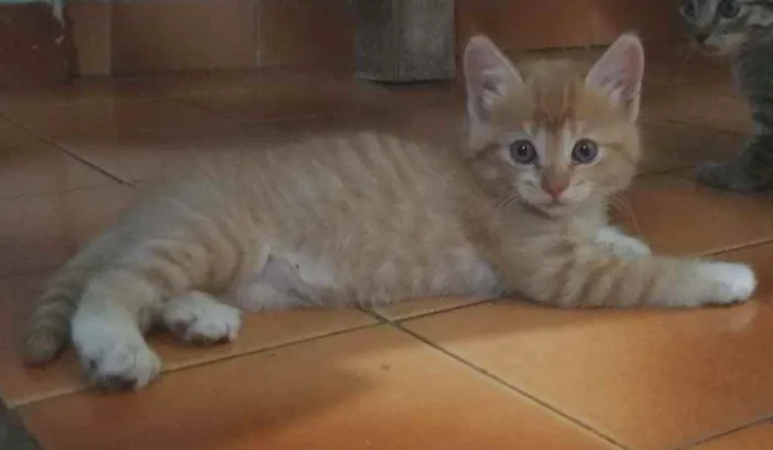 Gato raça Resgatado idade Abaixo de 2 meses nome Ainda não demos