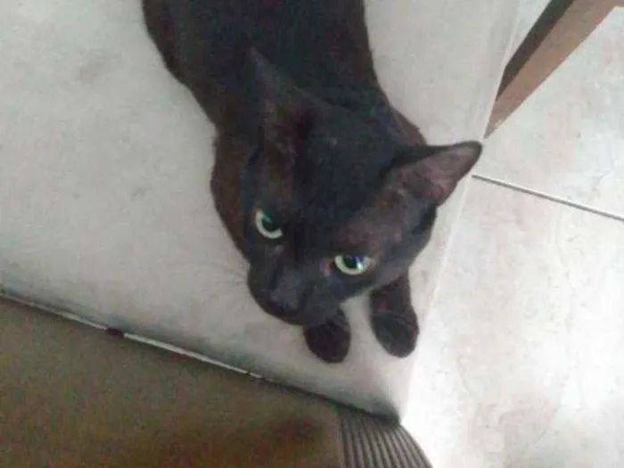 Gato ra a Vira lata  idade 1 ano nome Negão 