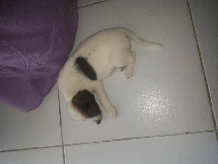 Cachorro ra a Sem raça idade Abaixo de 2 meses nome Lulu