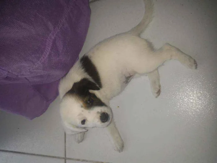 Cachorro ra a Sem raça idade Abaixo de 2 meses nome Lulu