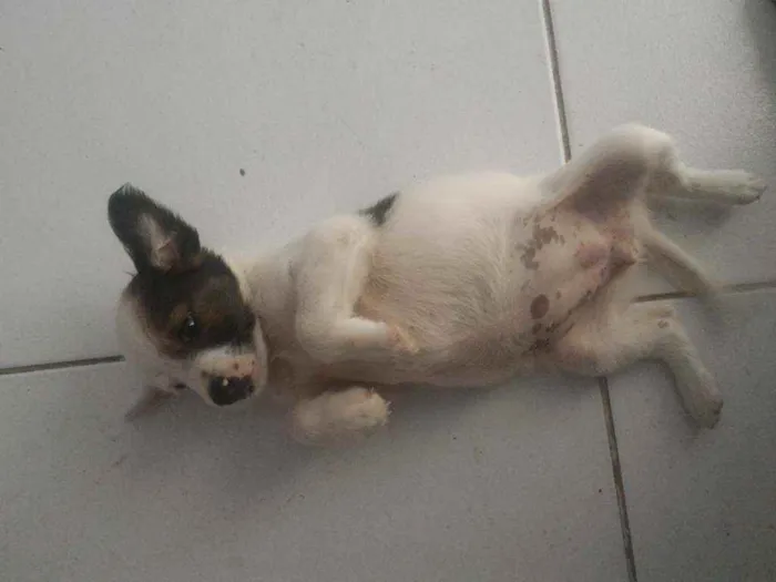 Cachorro ra a Sem raça idade Abaixo de 2 meses nome Lulu