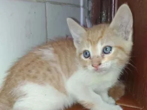 Gato raça Resgatado idade Abaixo de 2 meses nome Ainda não demos