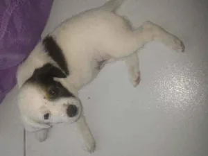 Cachorro raça Sem raça idade Abaixo de 2 meses nome Lulu