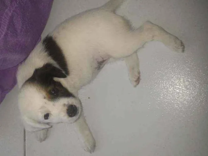 Cachorro ra a Sem raça idade Abaixo de 2 meses nome Lulu