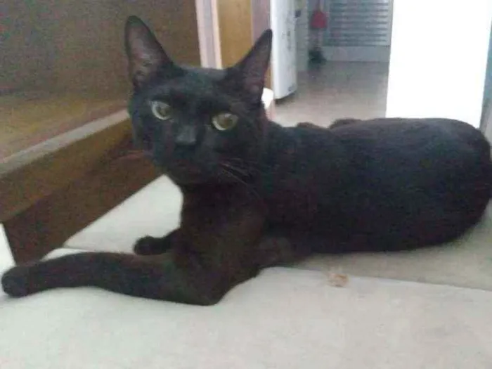 Gato ra a Vira lata  idade 1 ano nome Negão 