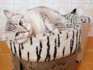 Gato raça Srd idade 3 anos nome Romeu