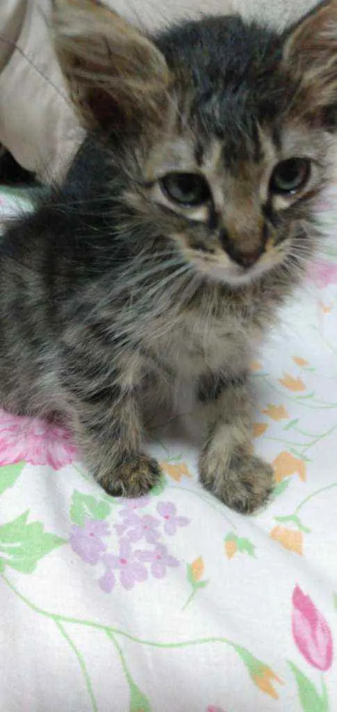 Gato ra a SRD idade 2 a 6 meses nome Spider
