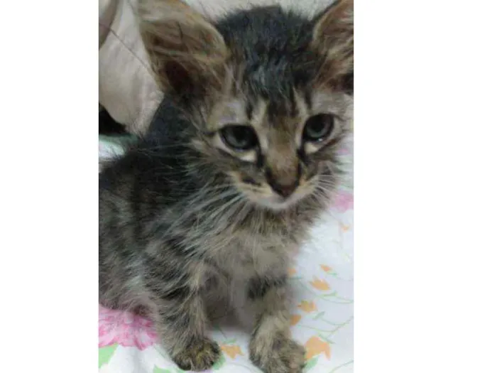 Gato ra a SRD idade 2 a 6 meses nome Spider
