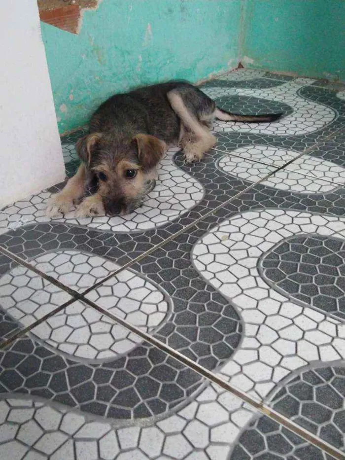 Cachorro raça Vira - lata idade 2 a 6 meses nome Lolinha