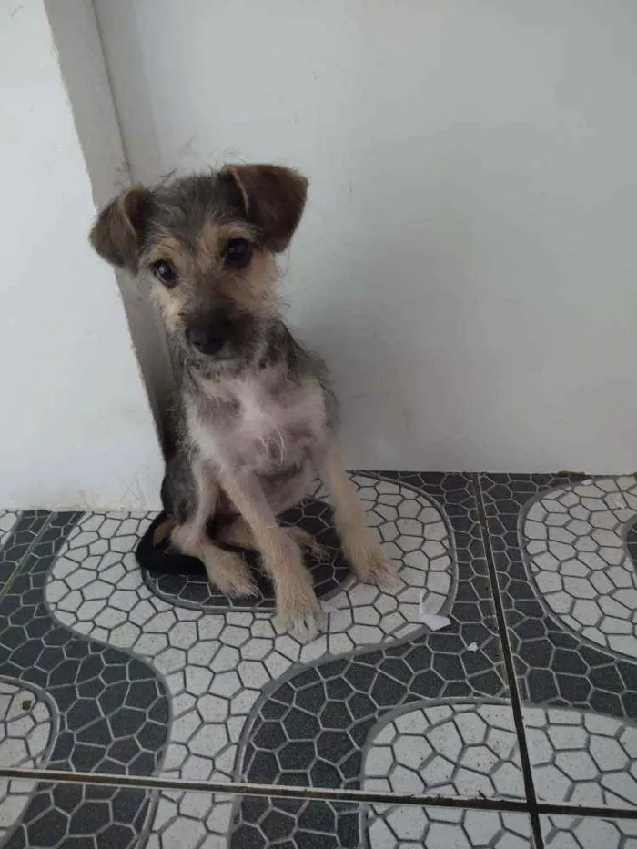 Cachorro raça Vira - lata idade 2 a 6 meses nome Lolinha