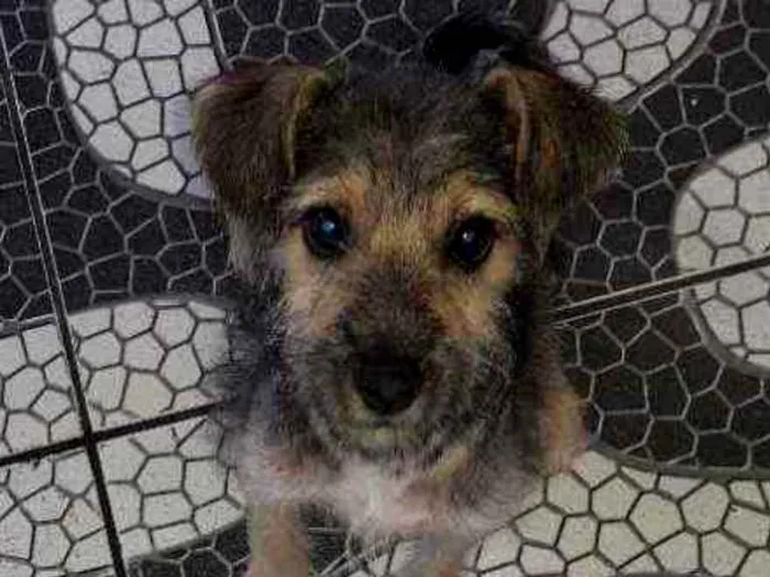 Cachorro raça Vira - lata idade 2 a 6 meses nome Lolinha