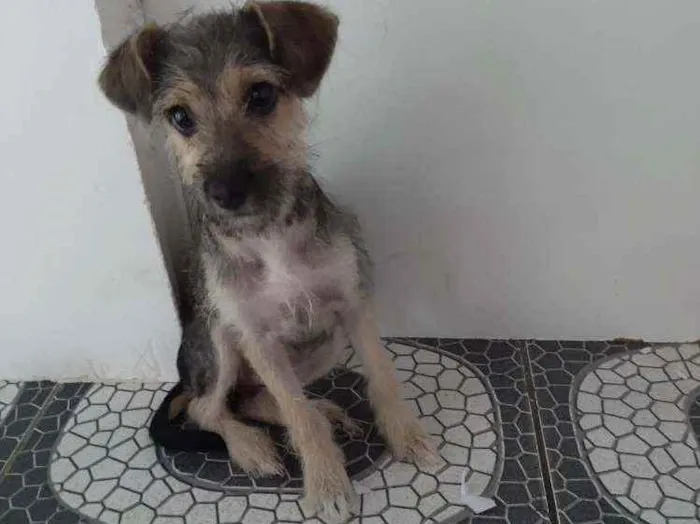 Cachorro raça Vira - lata idade 2 a 6 meses nome Lolinha