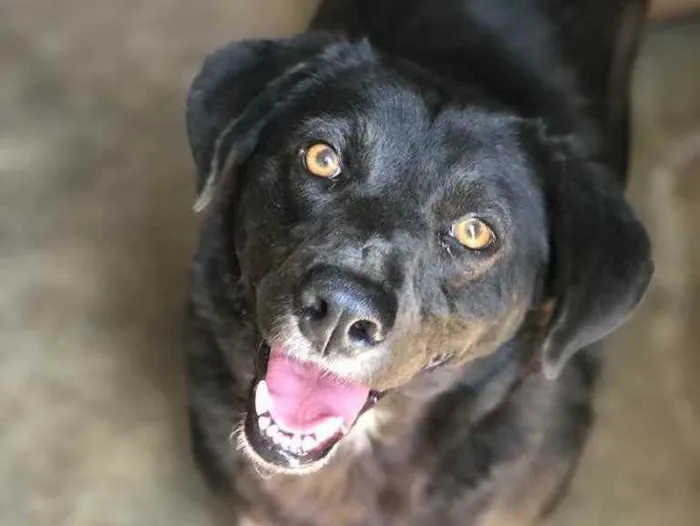 Cachorro raça SRD idade 3 anos nome JABOTICABA