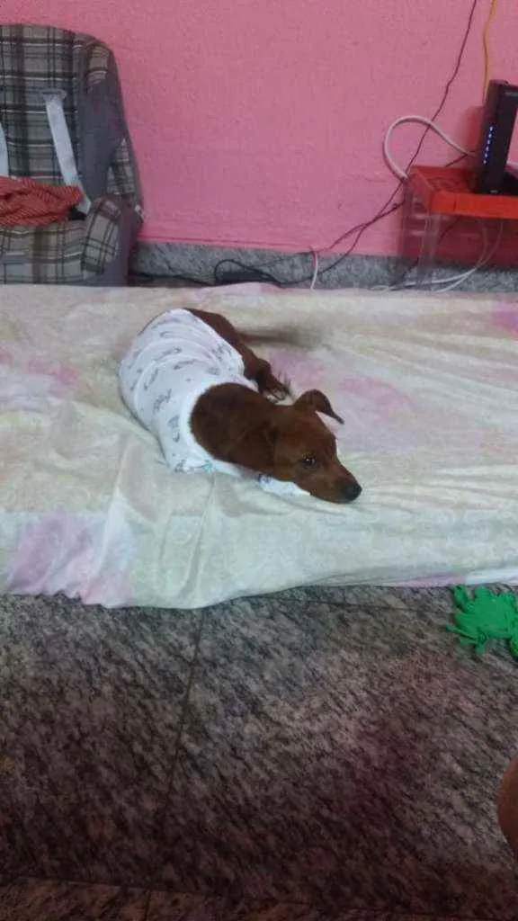 Cachorro ra a basset com viralata idade 2 anos nome Garoto