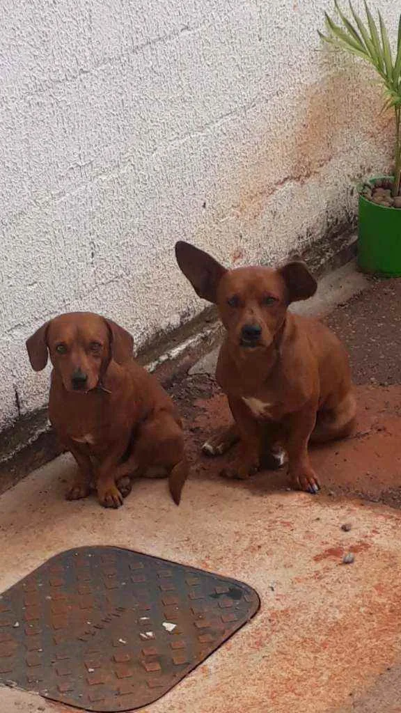 Cachorro ra a basset com viralata idade 2 anos nome Garoto