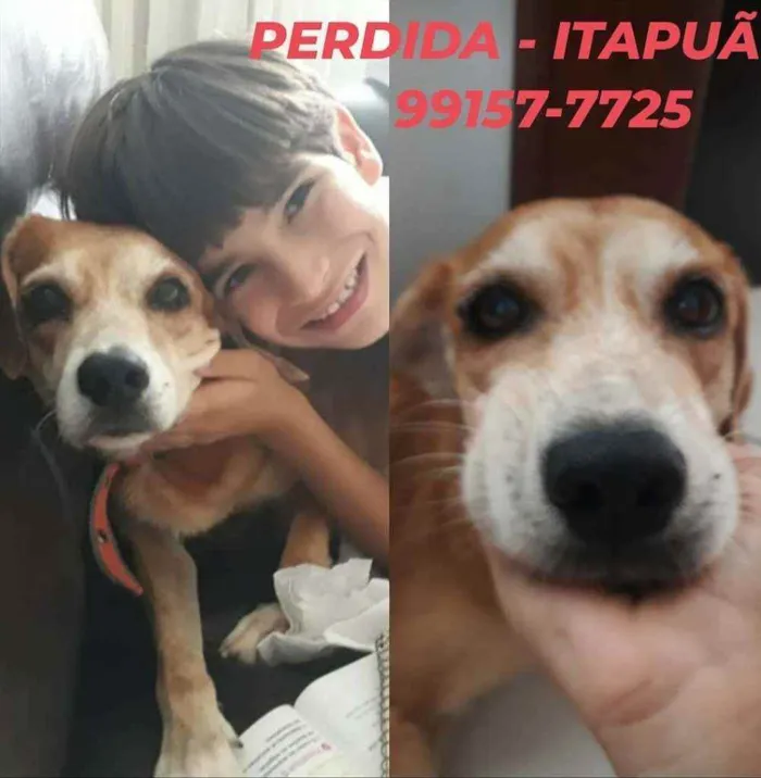 Cachorro ra a SRD idade 6 ou mais anos nome Choler