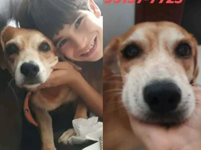 Cachorro ra a SRD idade 6 ou mais anos nome Choler