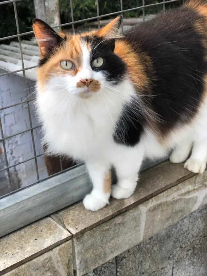 Gato ra a SRD idade 6 ou mais anos nome Narizinho