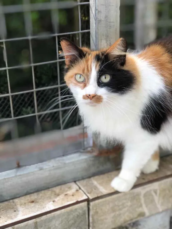 Gato ra a SRD idade 6 ou mais anos nome Narizinho