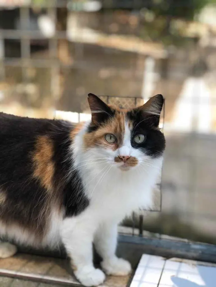 Gato ra a SRD idade 6 ou mais anos nome Narizinho