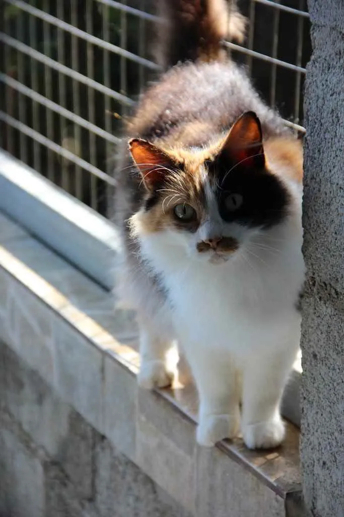 Gato ra a SRD idade 6 ou mais anos nome Narizinho