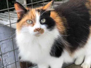 Gato raça SRD idade 6 ou mais anos nome Narizinho