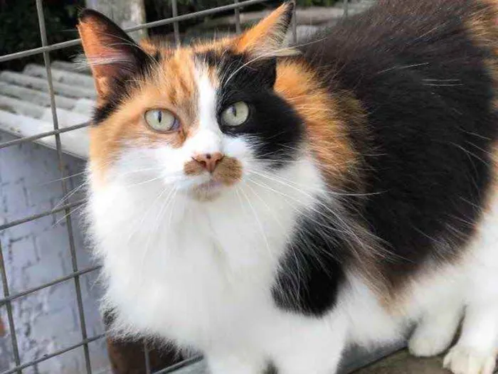Gato ra a SRD idade 6 ou mais anos nome Narizinho