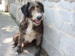 Cachorro raça SRD idade 1 ano nome Chiquinho 
