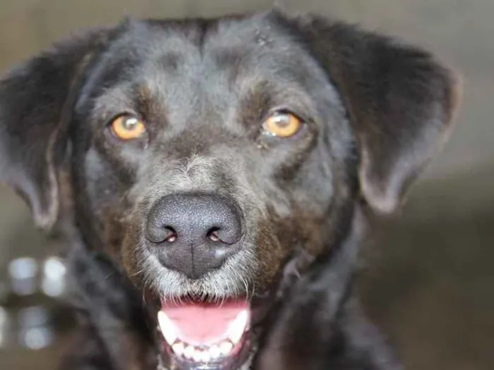 Cachorro raça SRD idade 3 anos nome JABOTICABA