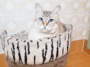 Gato raça Srd idade 3 anos nome Romeu