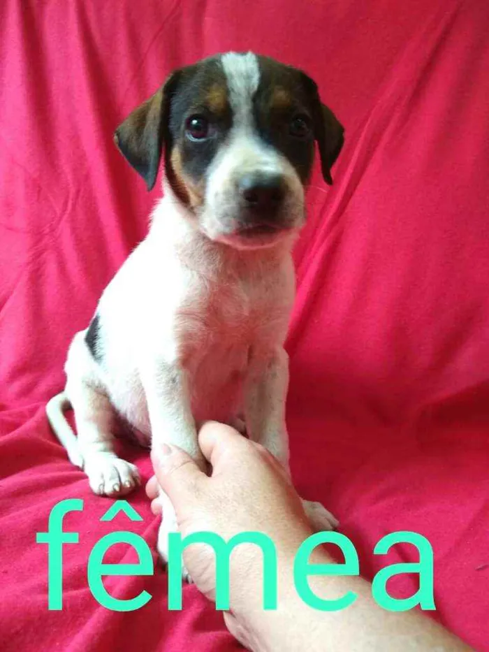 Cachorro ra a  idade 2 a 6 meses nome Filhotes da Val