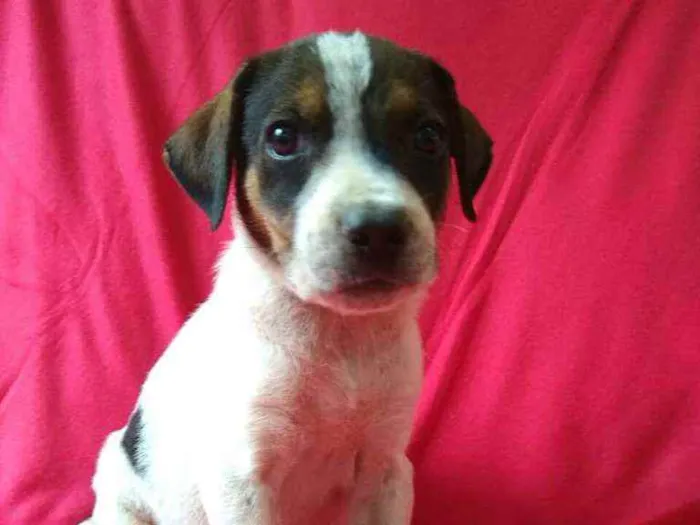 Cachorro ra a  idade 2 a 6 meses nome Filhotes da Val