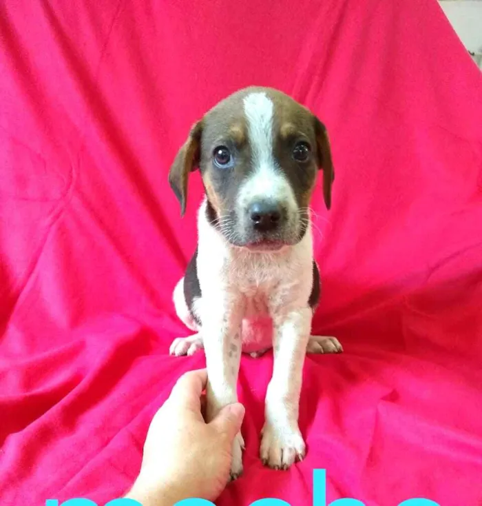 Cachorro ra a  idade 2 a 6 meses nome Filhotes da Val