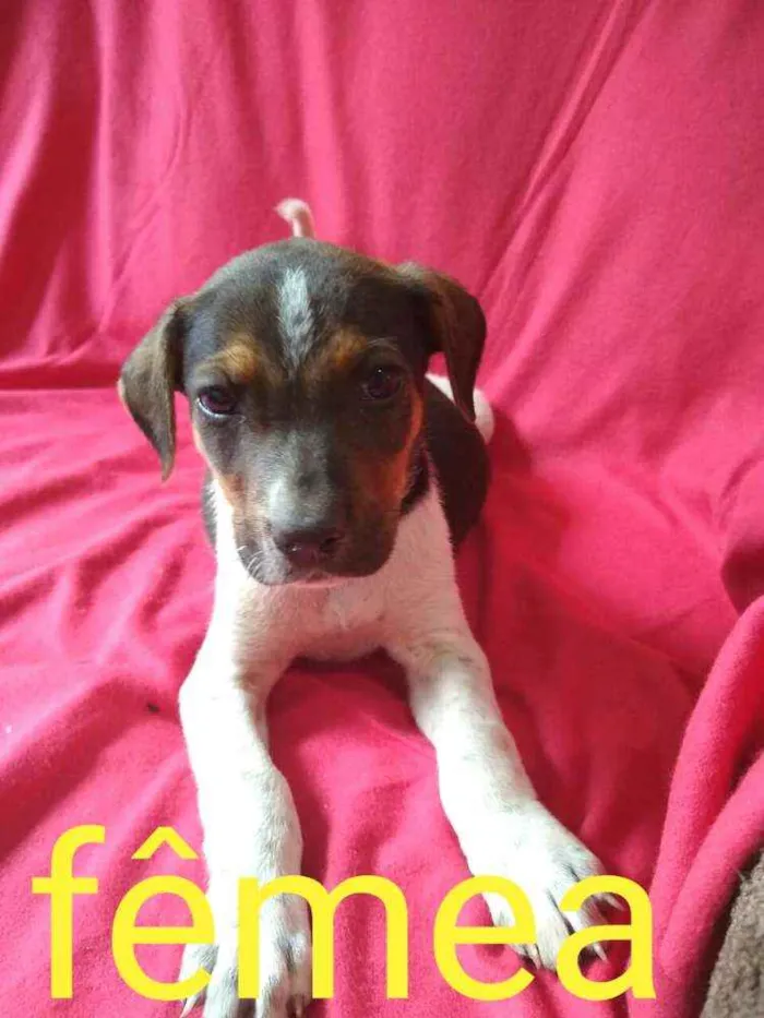 Cachorro ra a  idade 2 a 6 meses nome Filhotes da Val