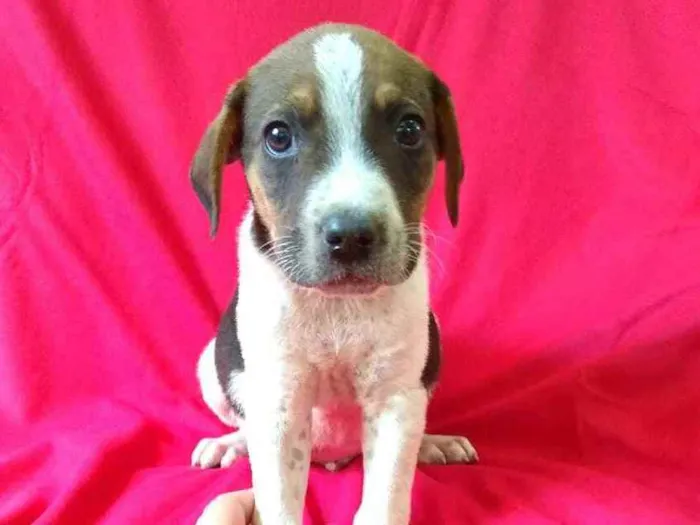 Cachorro ra a  idade 2 a 6 meses nome Filhotes da Val