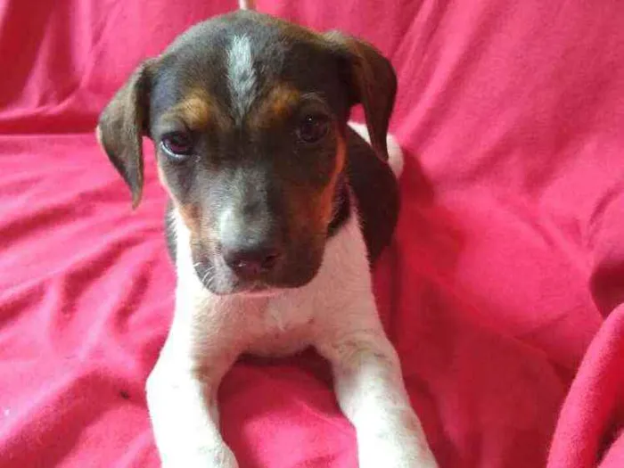 Cachorro ra a  idade 2 a 6 meses nome Filhotes da Val