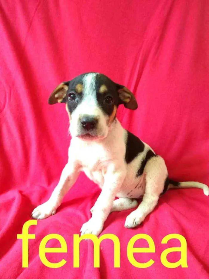 Cachorro ra a  idade 2 a 6 meses nome Filhotes da Val