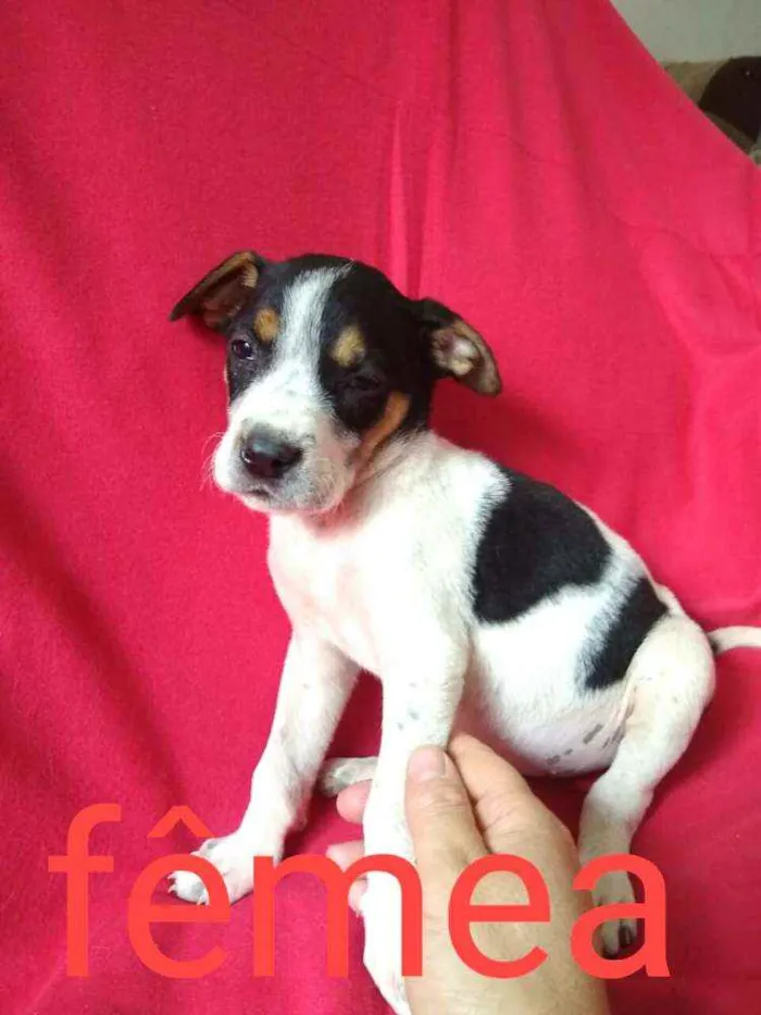 Cachorro ra a  idade 2 a 6 meses nome Filhotes da Val