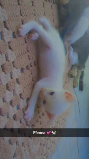 Gato raça Não sei  idade 2 a 6 meses nome Elza