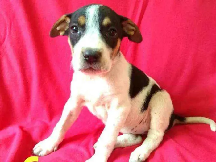 Cachorro ra a  idade 2 a 6 meses nome Filhotes da Val
