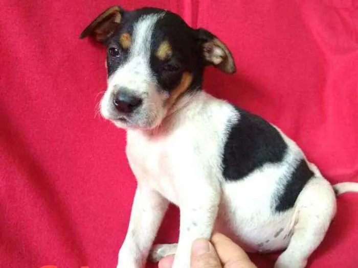 Cachorro ra a  idade 2 a 6 meses nome Filhotes da Val