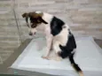 Alecrim