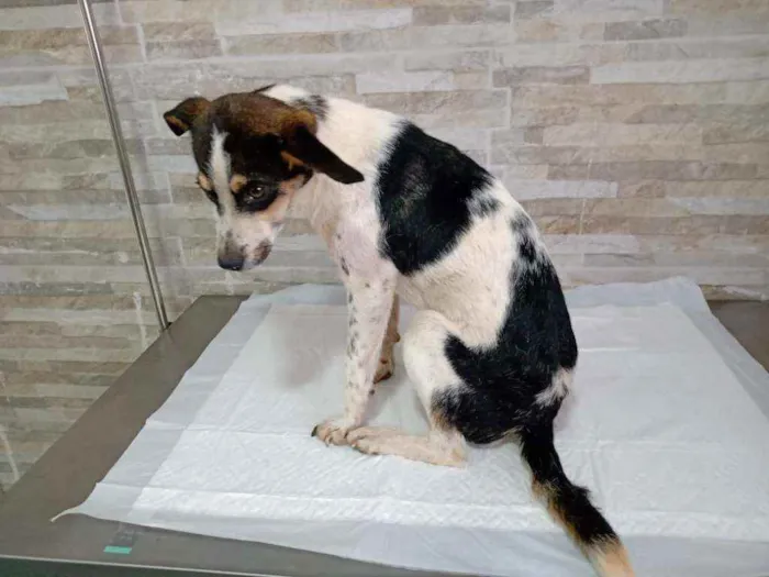 Cachorro ra a SRD idade 7 a 11 meses nome Alecrim